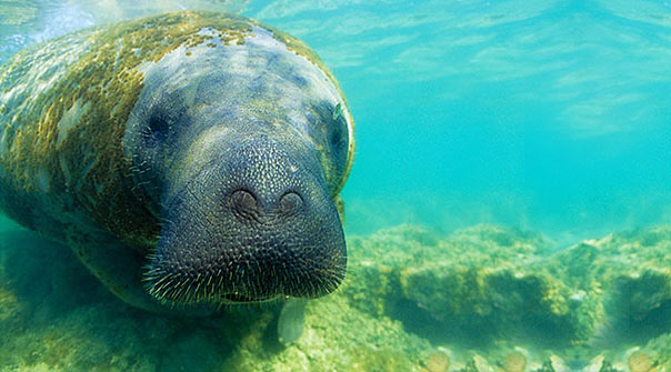 Transfer Maceio para maragogi